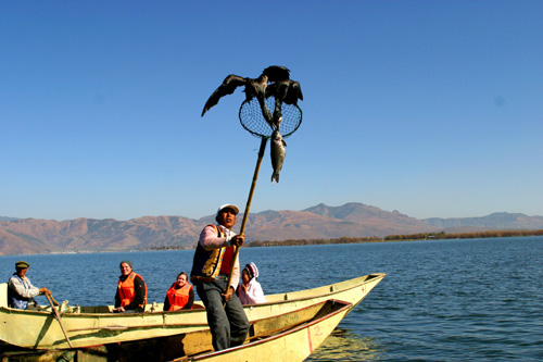 大理洱海：魚鷹捕魚醉人眼