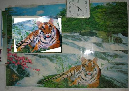 周正龍欲翻案 提交申訴書堅稱虎照為真望改判無罪