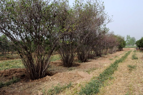 河南南陽發(fā)生“毀麥種樹”事件 上百畝小麥被鏟