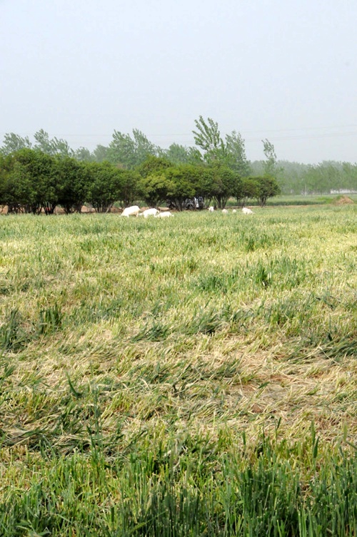 河南南陽發生“毀麥種樹”事件 上百畝小麥被鏟