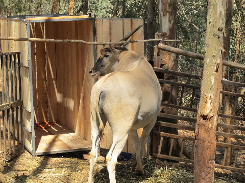 深圳2頭大齡羚羊成老大難 云南1頭大羚羊今赴深圳當(dāng)“上門(mén)女婿”