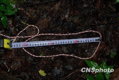 中國(guó)專家擬重新啟動(dòng)神農(nóng)架“野人”科學(xué)考察