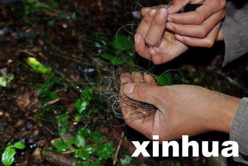 中國(guó)專(zhuān)家擬重新啟動(dòng)神農(nóng)架“野人”科學(xué)考察