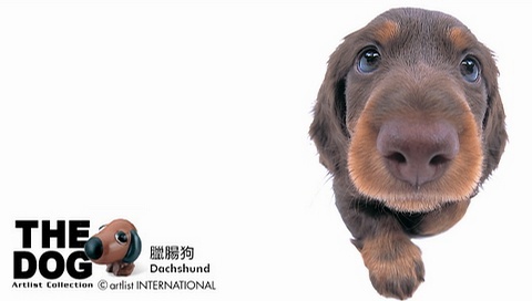 動物小了才可愛！超級萌的小動物