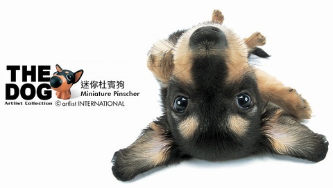 動物小了才可愛！超級萌的小動物