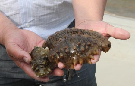 東營現代漁業示范區成為藍色高效生態樣板