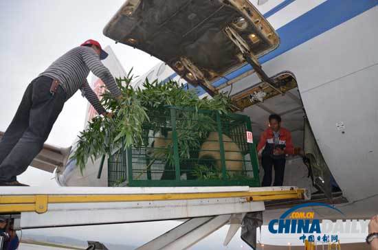 汶川地震寄養云南大熊貓返鄉