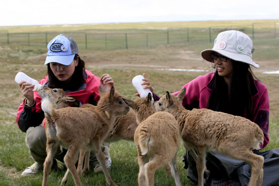 可可西里自然保護區加強對藏羚羊的保護