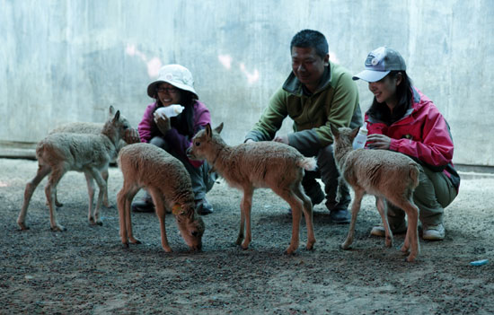 可可西里自然保護區加強對藏羚羊的保護