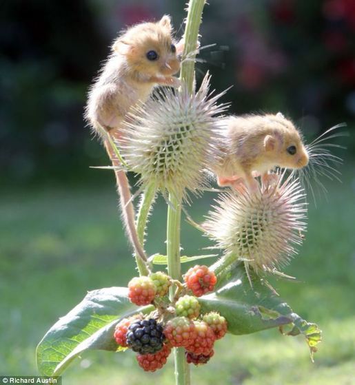萌到了！瀕危物種 睡鼠孤兒勇奪藍莓果(高清)