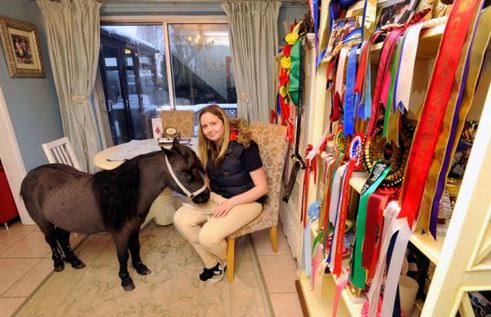 小馬被寵壞 與主人同住室內(nèi)、愛看電視(組圖)