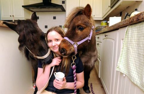 小馬被寵壞 與主人同住室內(nèi)、愛看電視(組圖)