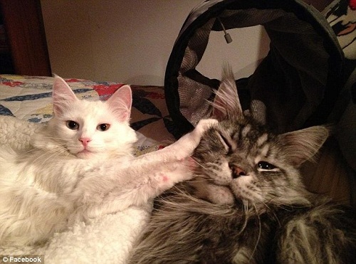 “溫柔巨人”貓咪去世 全球最長身1.2米(圖)