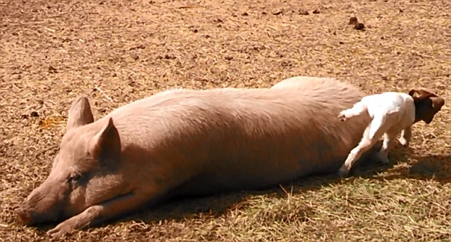 美農場可愛羊羔躍上豬背令人捧腹(組圖)