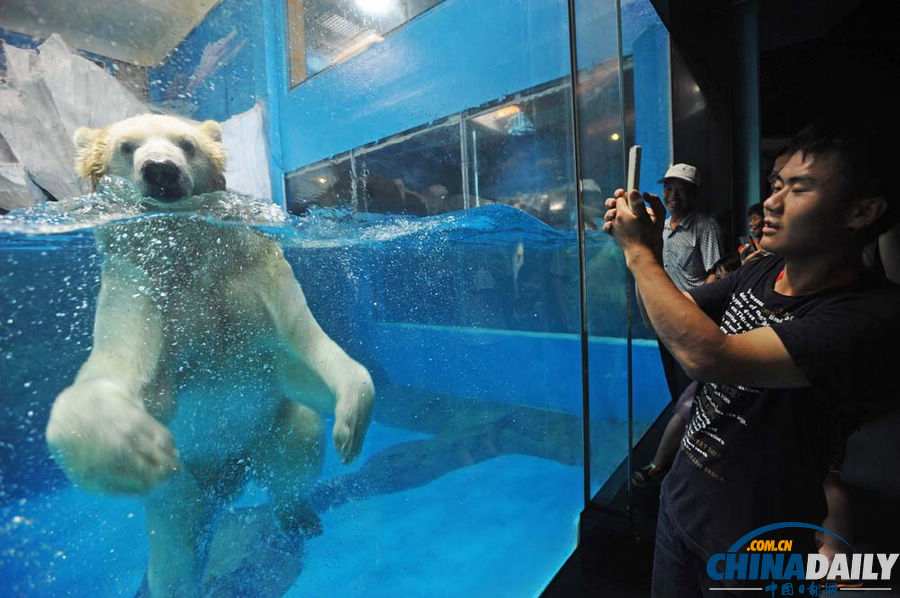 武漢：北極熊賣萌惹人愛(ài)