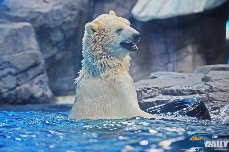 武漢：北極熊賣萌惹人愛