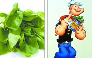 大力水手忽悠人 菠菜含鐵高是誤傳