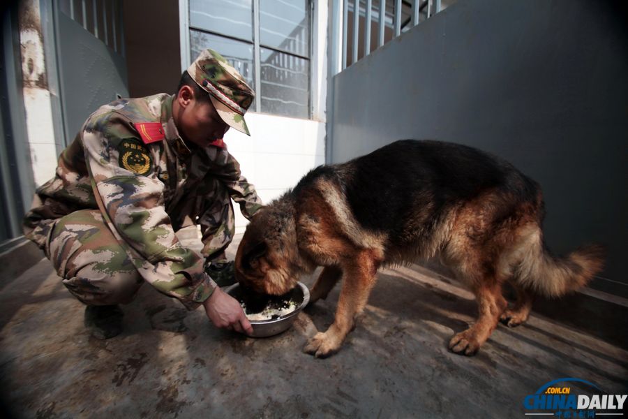 “戰友”的特殊告別：人犬分別的感人瞬間