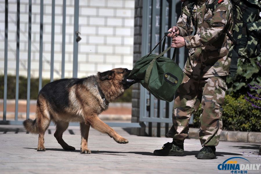 “戰友”的特殊告別:人犬分別的感人瞬間