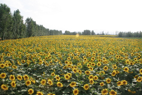 甘肅金昌金川區(qū)大力推進(jìn)美麗鄉(xiāng)村建設(shè)
