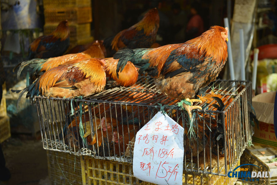 杭州主城區(qū)1月24日零時起暫停活禽交易