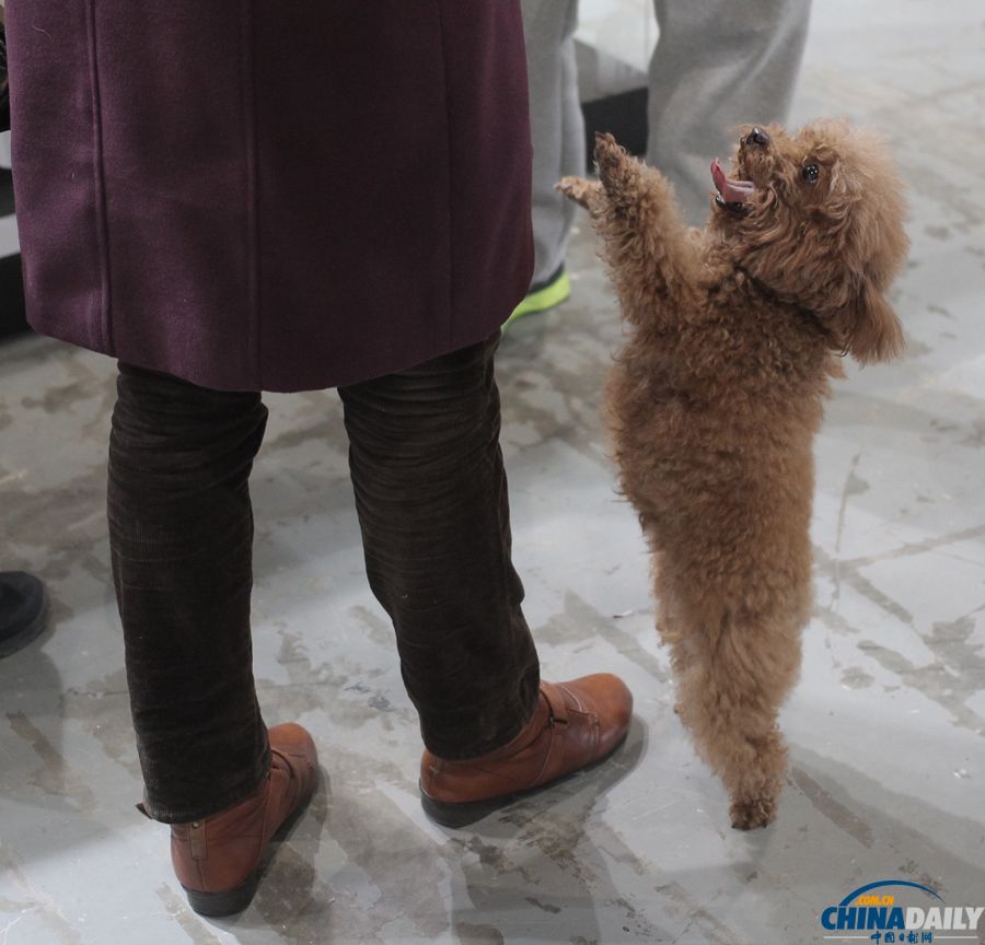 第三屆上海犬博會上萌寵齊聚
