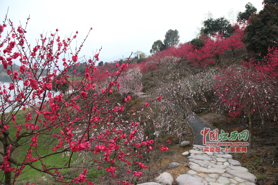 “第六屆全國網絡媒體江西游”采訪團暢游桃花島