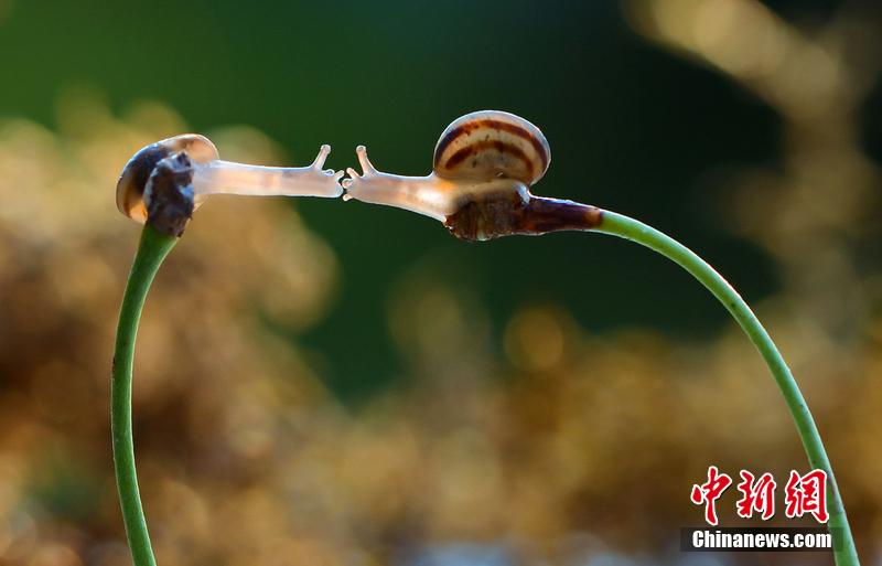 死了都要愛 烏克蘭兩只蝸牛上演“艱難之吻”