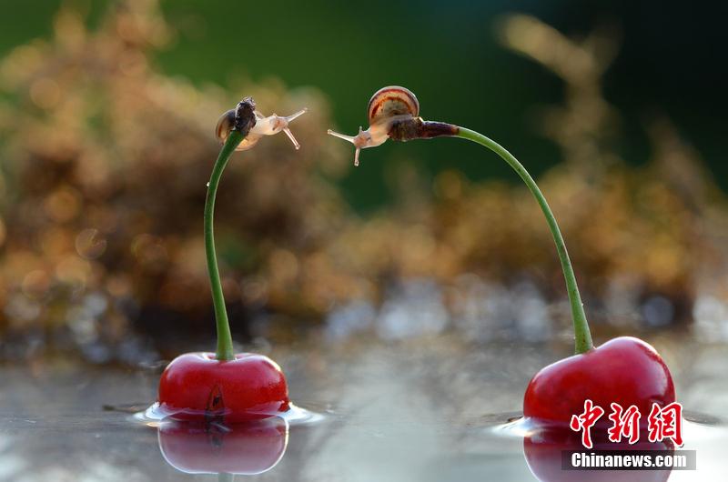 死了都要愛 烏克蘭兩只蝸牛上演“艱難之吻”