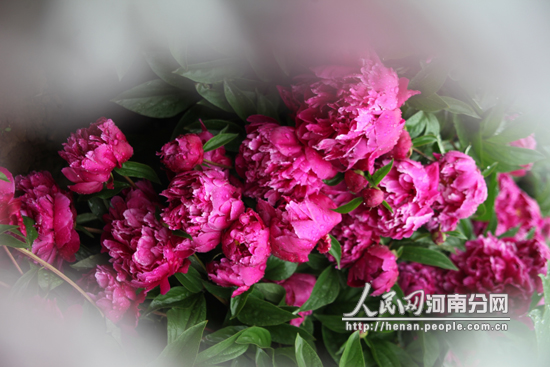 洛陽國際牡丹園進入妁藥盛花期