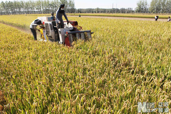 贛榆：金秋時節喜豐收