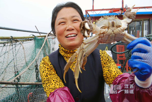 菊黃蟹肥時 漁民捕蟹忙