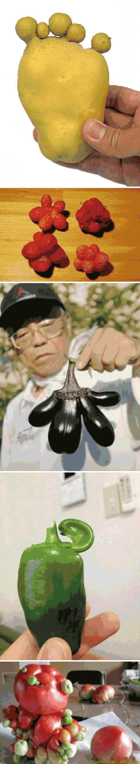 福島核電站核泄漏后日本出現大量變異植物