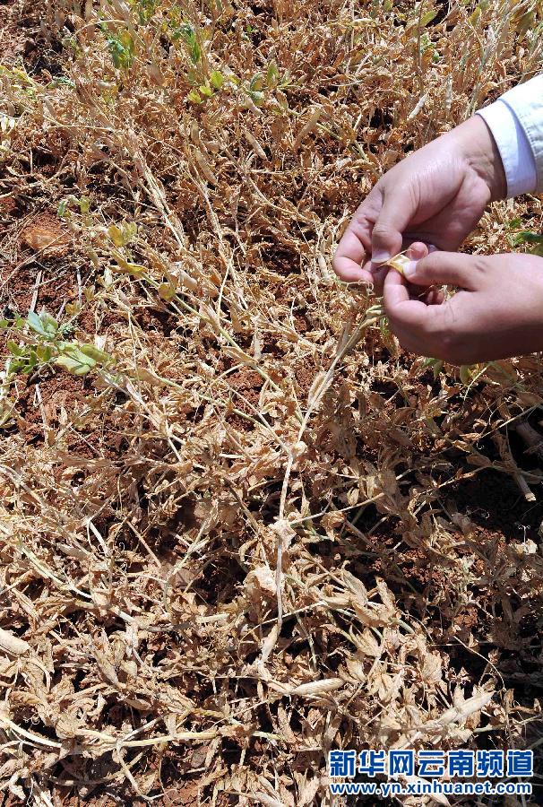 云南干旱致上千萬人受災(zāi)