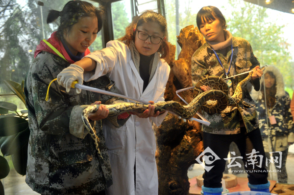 猩猩喝奶測智力 云南野生動物園開展小動物“體檢總動員”