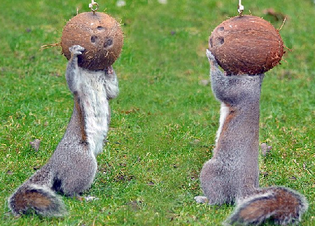 戴頭盔跳舞？饞嘴小松鼠偷吃椰子令人捧腹