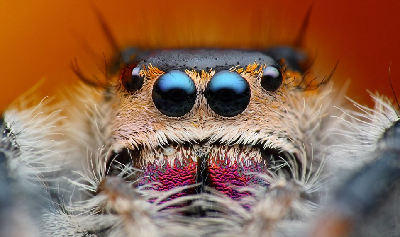 英國(guó)青年最?lèi)?ài)拍攝蜘蛛 詭異美麗讓人著迷