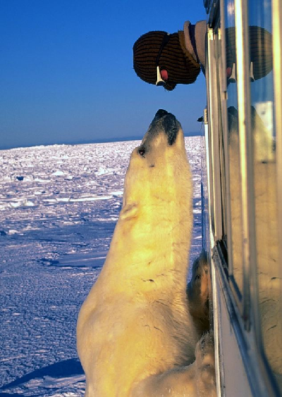 看誰先眨眼？ 北極熊與攝影師面對面