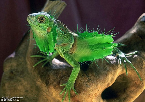 知名藝術網站擺圖片設計擂臺賽（組圖）