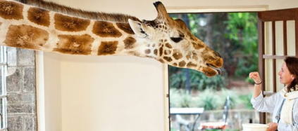 肯尼亞長頸鹿主題酒店萌翻天 游客可與其同吃同住