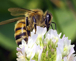 How do honeybees make honey?