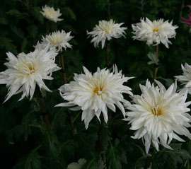 “重陽”故事知多少(通訊員投稿)