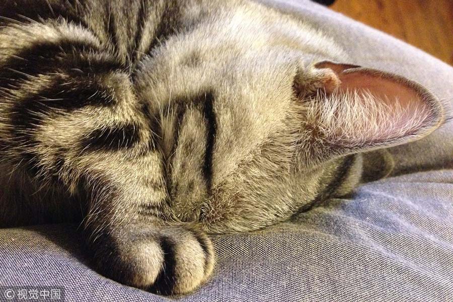 世界睡眠日特輯：小動物們的超萌睡姿（組圖）