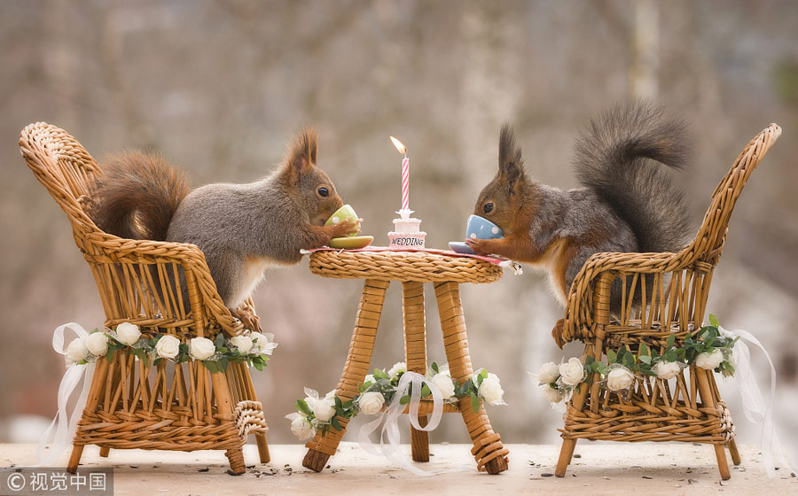 英國王室婚禮在即！看小松鼠演繹“童話婚禮”（組圖）