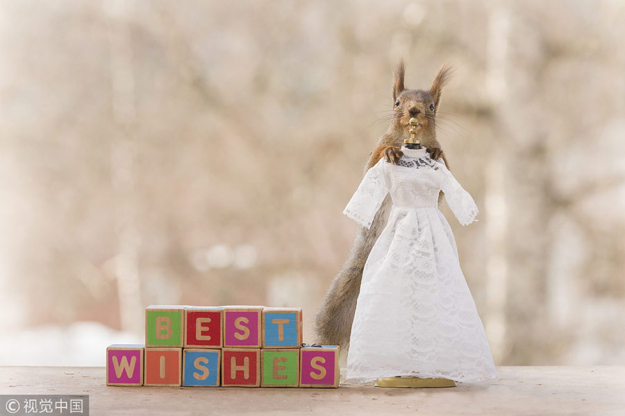 英國王室婚禮在即！看小松鼠演繹“童話婚禮”（組圖）