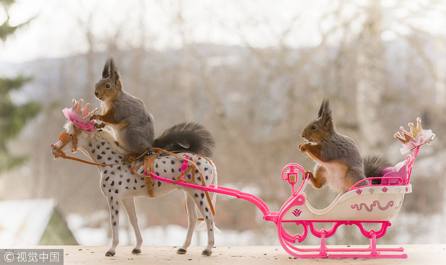 英國王室婚禮在即！看小松鼠演繹“童話婚禮”（組圖）