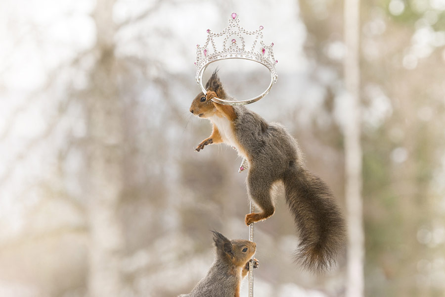 英國王室婚禮在即！看小松鼠演繹“童話婚禮”（組圖）