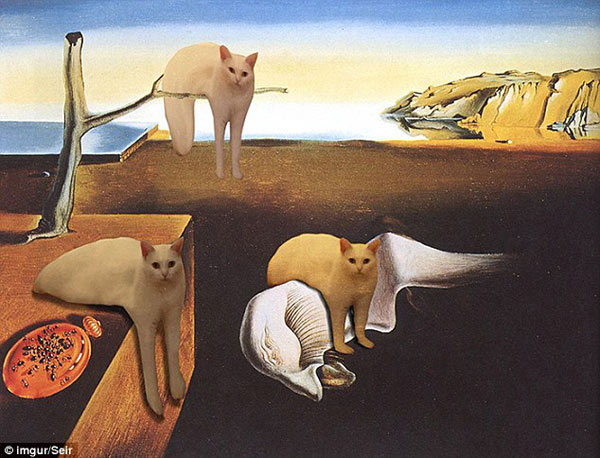 喵星人奇異姿勢被玩壞 網友瘋狂PS(組圖)