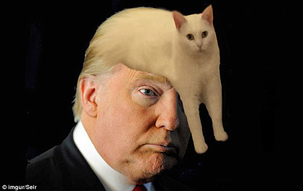 喵星人奇異姿勢被玩壞 網友瘋狂PS(組圖)