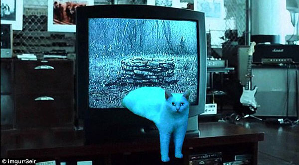 喵星人奇異姿勢被玩壞 網友瘋狂PS(組圖)